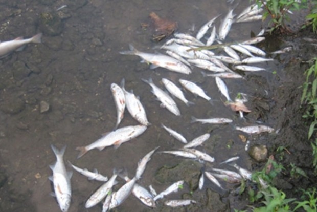 ﻿У річці Житомирської області масово гине риба