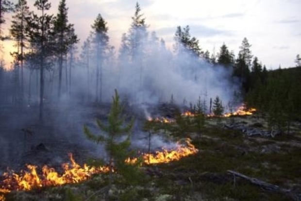 В Херсонской области горел хвойный лес
