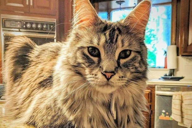 Хозяевая пропавших котов готовы заплатить $100 тыс. за их возращение