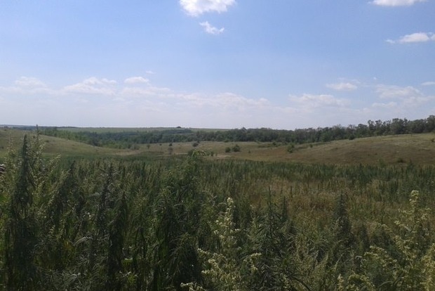 На Луганщині знищено плантацію коноплі (фото)