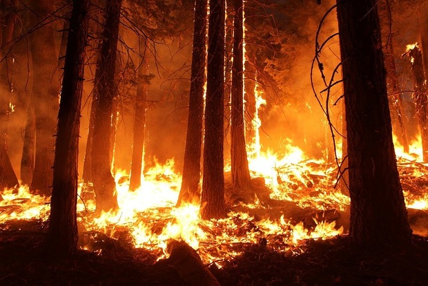 Гарячі дні: в яких областях оголошено надзвичайний рівень пожежної небезпеки