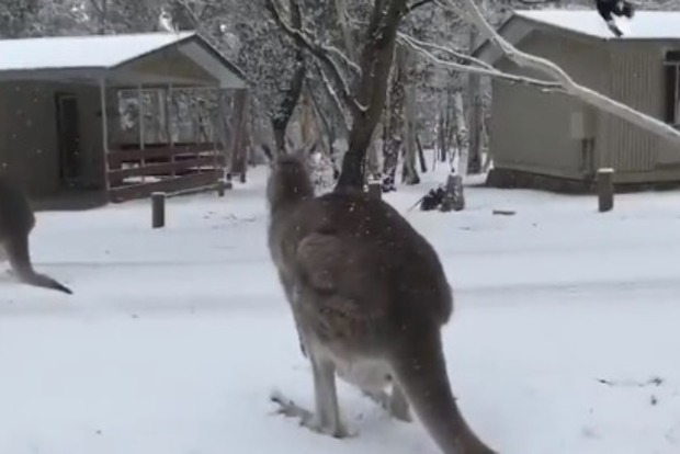 Снежное лето 2020. В Австралии выпал снег - кенгуру в восторге