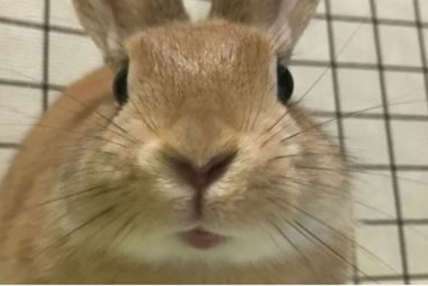 Монстр из кролика - японка превратила любимого питомца в чудище. Видео