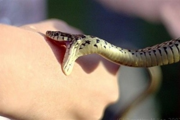 На Прикарпатье 9-летнего ребенка укусила змея