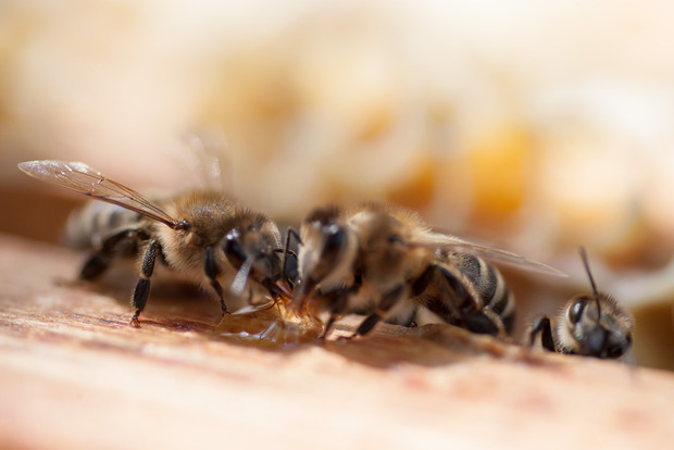 Оскаженілі через аварію бджоли закусали до смерті двох людей