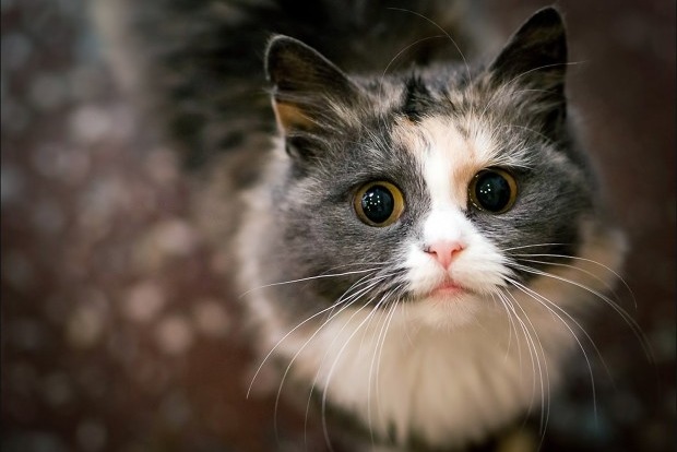 Украинцы находятся на втором месте в мире по любви к кошкам