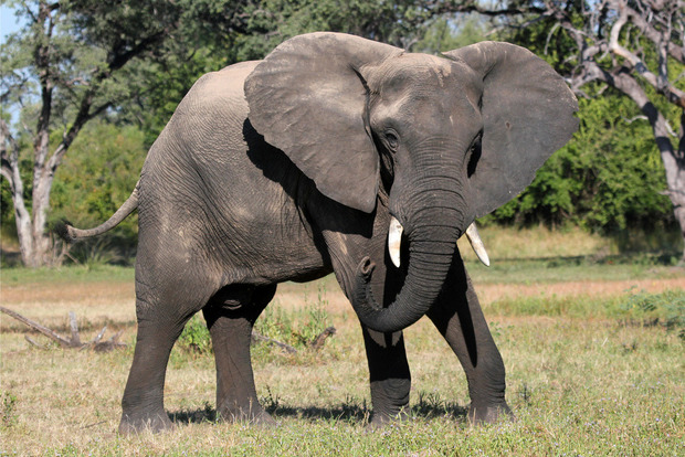 Африканский слон в Зимбабве разогнал местных марафонцев