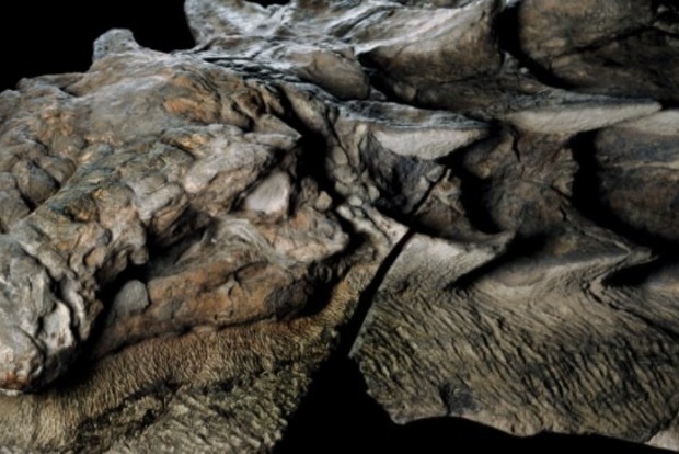 В Канаде обнаружили мумию динозавра