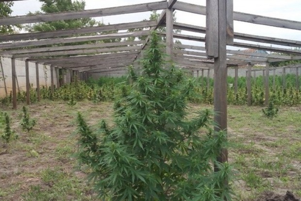 В Запорожье уничтожена плантация элитной марихуаны на миллион евро (фото, видео)