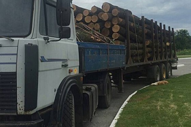 ﻿На Харківщині знайшли незаконно зрубані дерева на 200 тисяч гривень