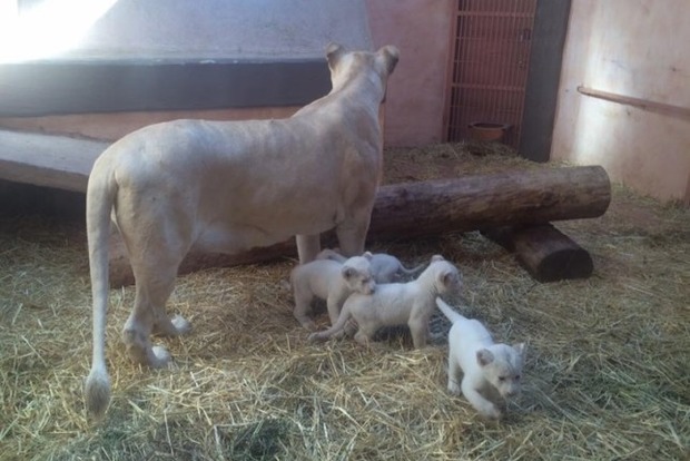 ﻿У зоопарку біля Києва народилося п'ять білих левенят (фото)