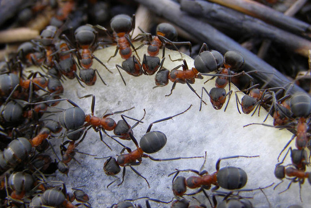 Рабочие муравьи оказались бездельниками - ученые