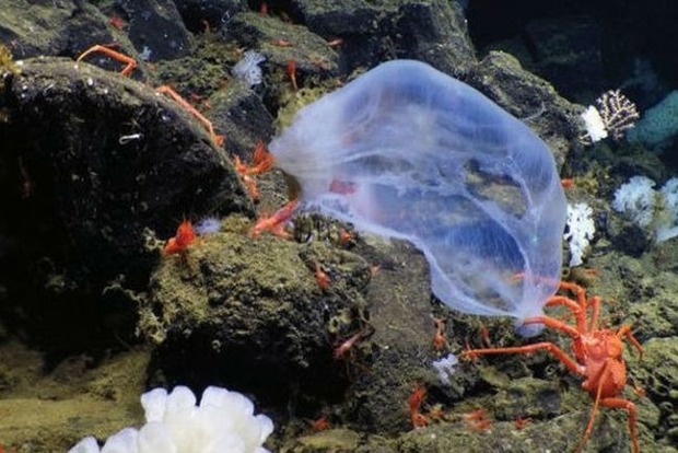 Самая загадочная медуза в мире попала на видео