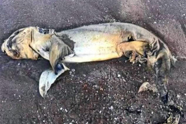 На австралійському пляжі знайшли небаченого тюленя