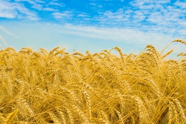 Украинские аграрии могут получить 200 млн евро в год