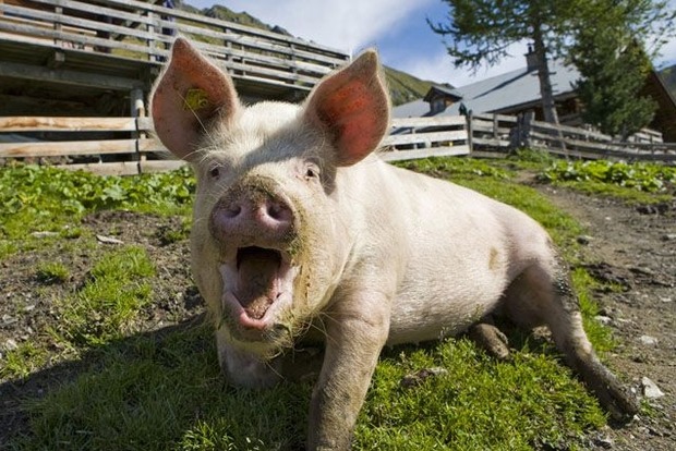 У двох областях України зафіксовано випадки африканської чуми свиней