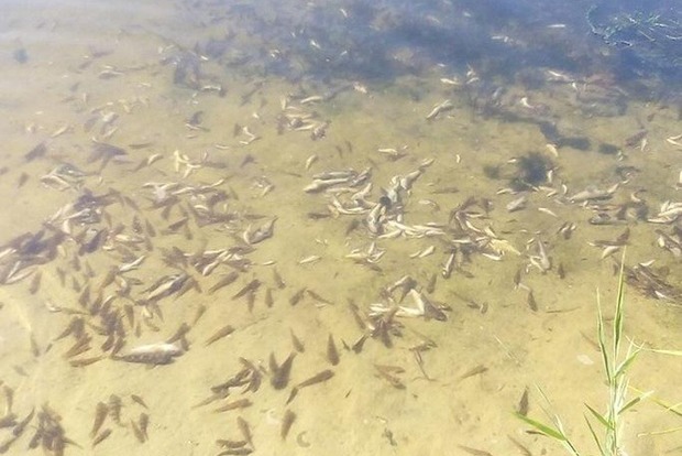 На Тилигульском лимане произошел массовый мор рыбы