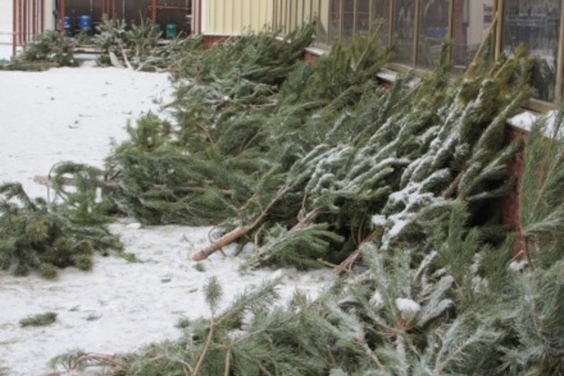 В 2017 году в Киеве утилизировали 10 тысяч новогодних елок‍