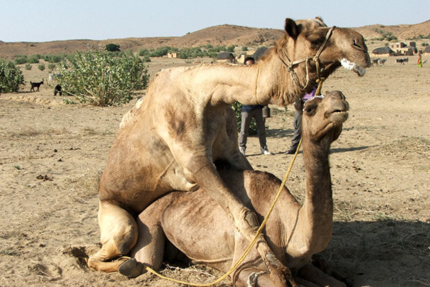 В Дубаи совокупление верблюдов заморозило шоссе