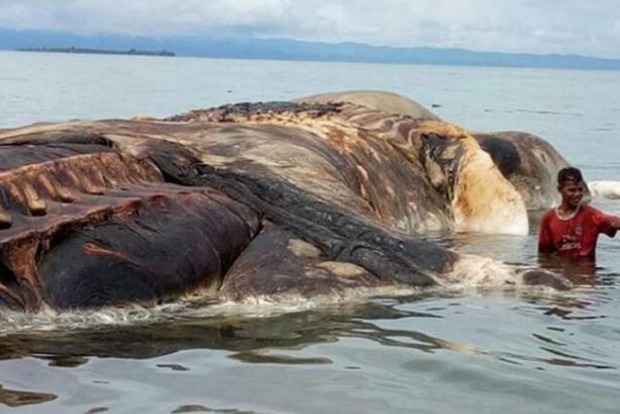 В Індонезії на берег викинуло невідому величезну морську істоту