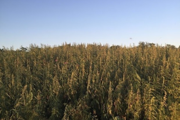 В районе АТО уничтожена крупная плантация марихуаны
