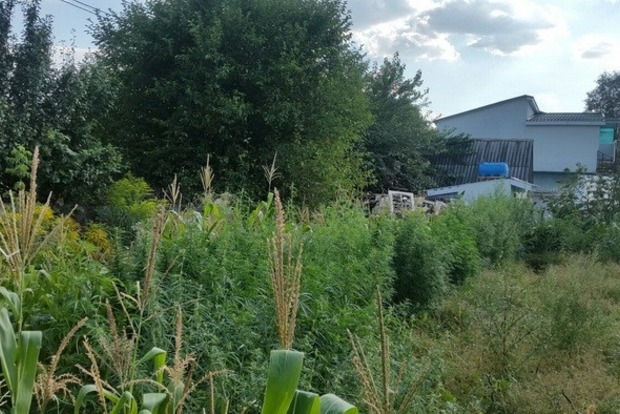 В Киевской области найдена плантация элитной конопли (фото)