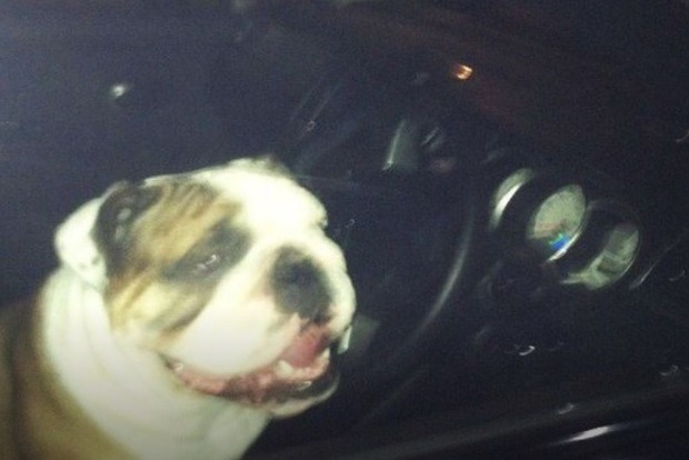 В Новосибирске пьяный водитель сообщил полиции, что за рулем был его пес