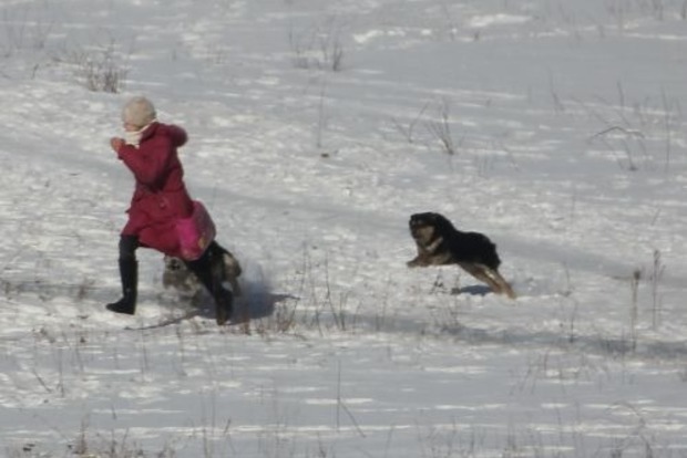 На Донбасі зграя здичавілих собак загризла 12-річну дівчинку