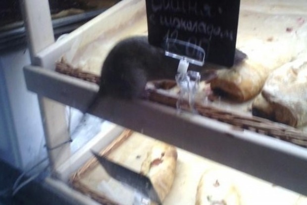 В киоске с выпечкой житель Запорожья нашел крысу