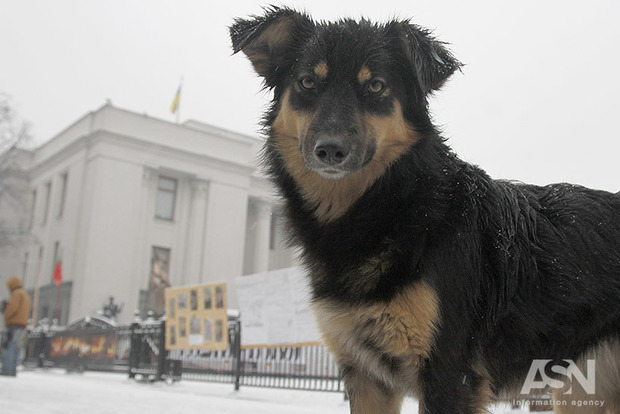 Снимают стресс: догхантеры отстреливают собак в приюте под Киевом
