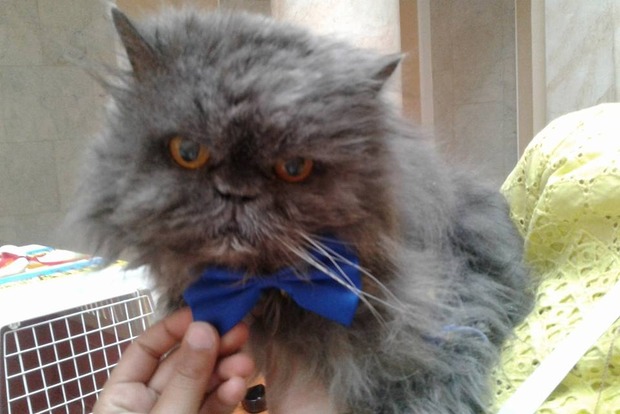 В Украине умер 21-летний кот-рекордсмен