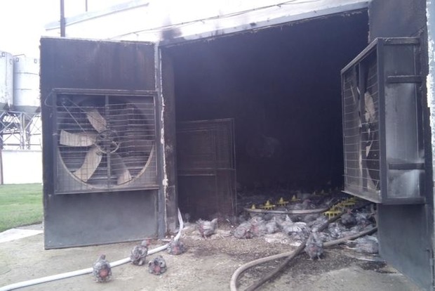 В Запорожской области горела птицефабрика, погибли пять тысяч кур