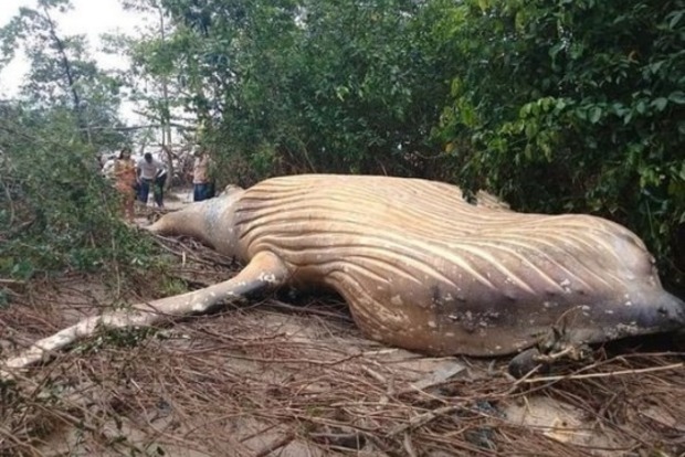 Мистика: в Бразилии посреди джунглей нашли 10-тонного кита (видео)