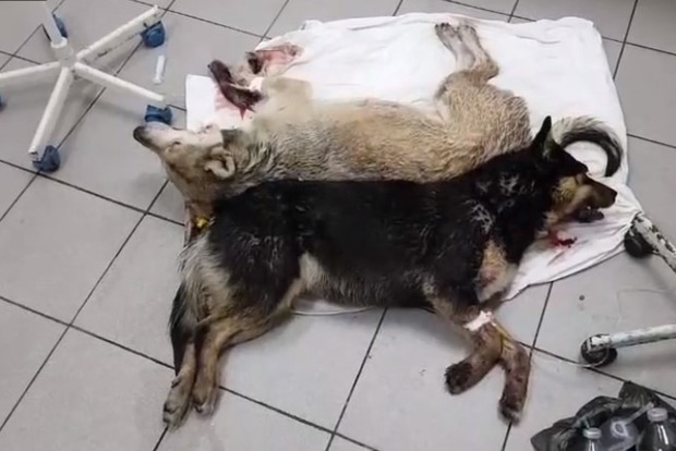 Год собаки: умирающих в муках отравленных животных пытаются спасти в Киеве (18+)