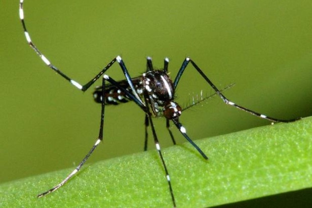В Германии решили создать атлас комаров