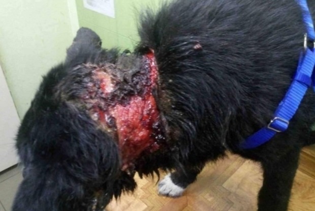  В Запорожье один охранник убил другого за издевательство над собаками