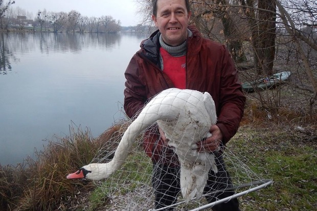 На Киевщине спасена пара лебедей, не улетевших в теплые края из-за травмы 