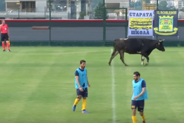 Корова ворвалась на поле в разгар футбольного матча в Болгарии