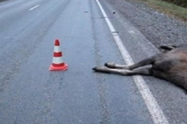 На Гостомельской трассе водитель сбил лося