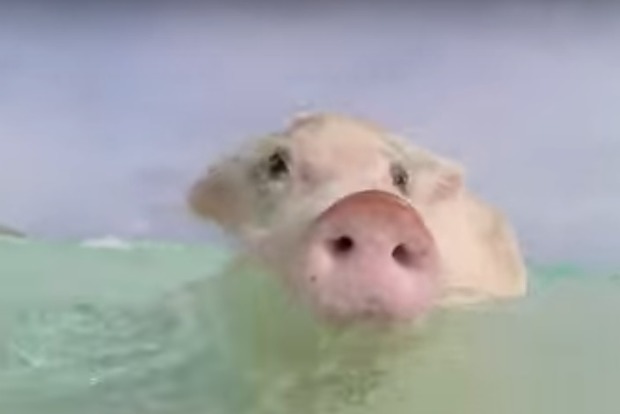 На Багамах погибли уникальные плавающие свиньи, которых туристы напоили пивом