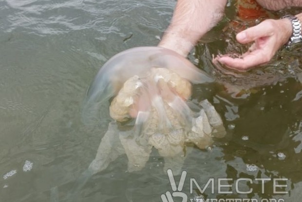 Побережье азовского моря заполонили огромные жалящие медузы (видео)