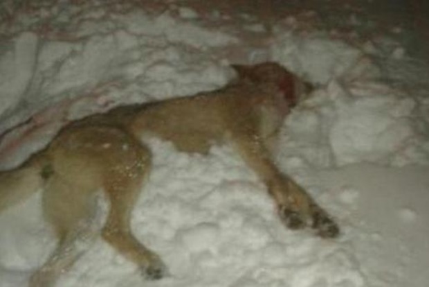 Бешеный волк напал на мужчину в Черниговской области