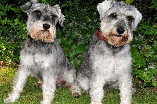 Британская семья приманила потерявшихся собак сосисками