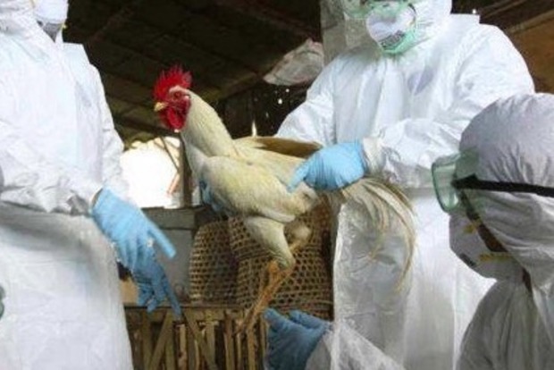 Смертельный  для человека вирус гриппа птиц движется в Россию