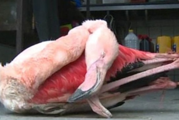 В чешском зоопарке дети-живодеры убили самку фламинго