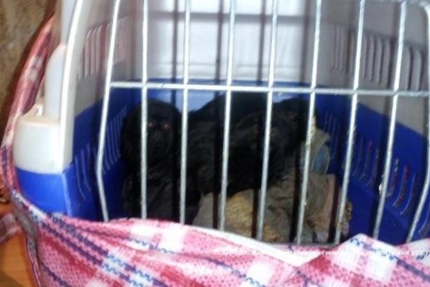 В Луганской области пограничники задержали шесть маленьких обезьян