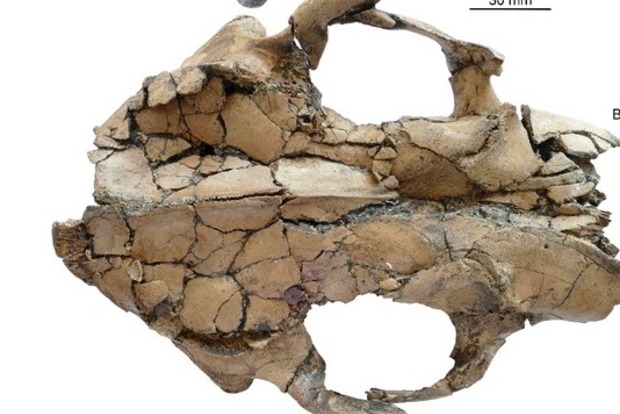 В Китае найдены останки древней гигантской выдры‍