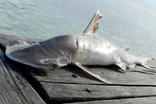 В Карибском море найден новый вид акулы