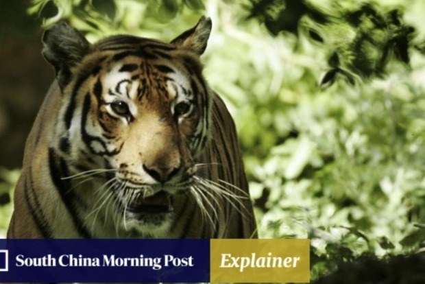 За неполный месяц по миру в зоопарках тигры убили двоих людей