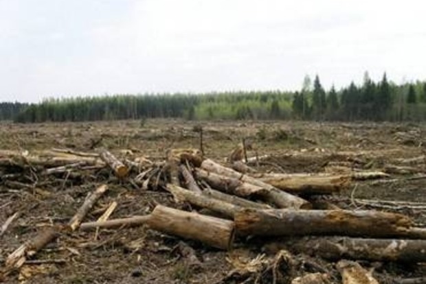 ﻿Прикордонники сприяли масштабному вирубуванню лісу